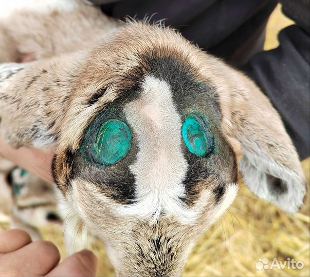 Обезроживание козлят, кастрация, копыта