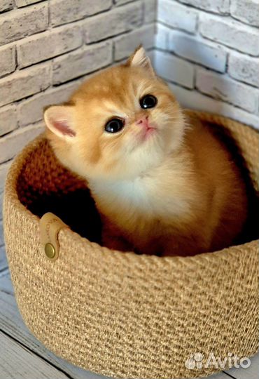 Самые милые британские и шотландские котята