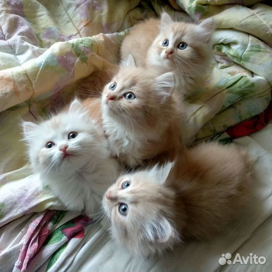 Кремовые котята, 1,5 месяца