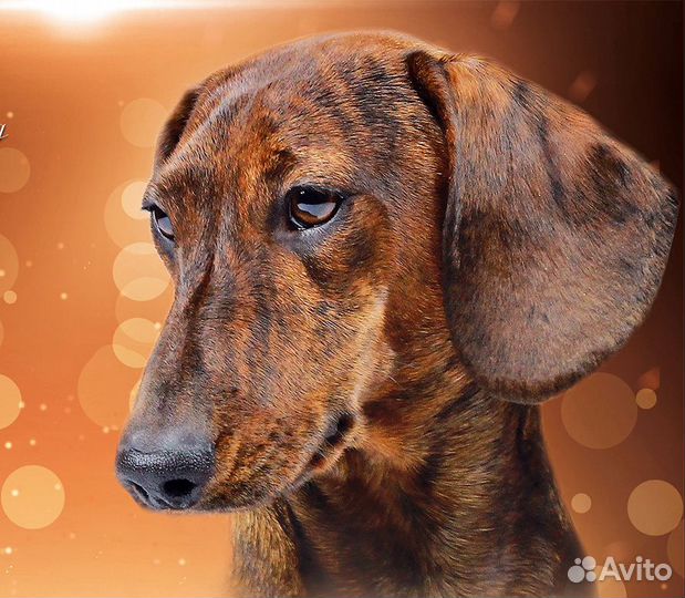 Миниатюрный тигровый кобель таксы для вязки