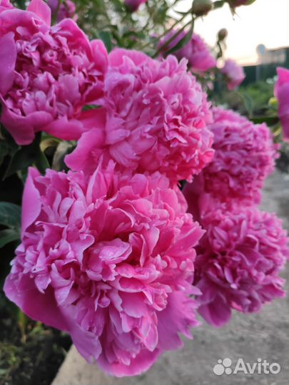 Пион (Очень Ароматный )