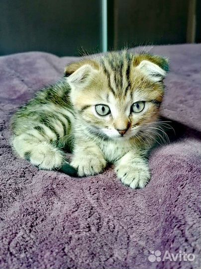 Милые комочки счастья