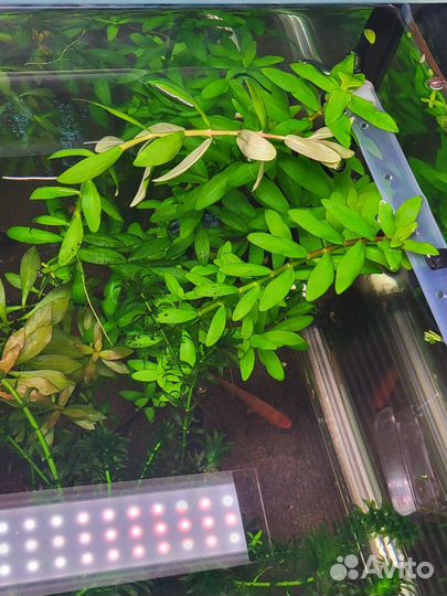 Аквариумные растения