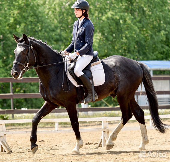 Продаётся жеребец