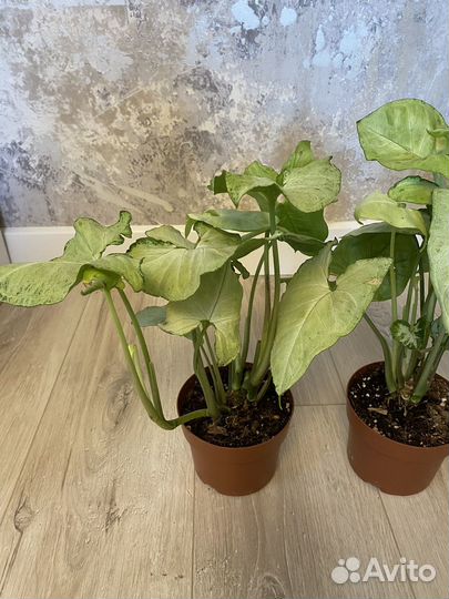 Сингониум Вайт Батерфляй 12/25