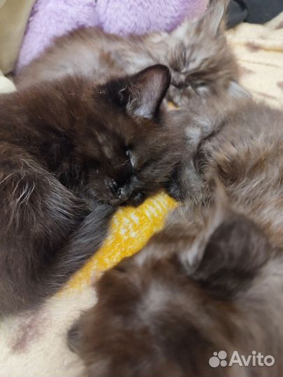 Котята