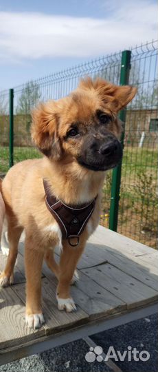 Щенок мальчик