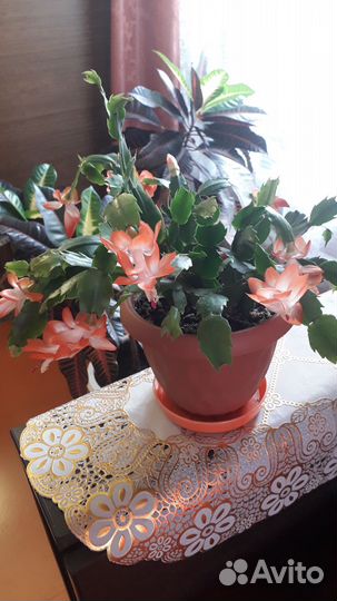 Сортовые декабристы