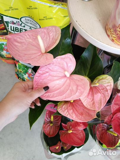 Комнатные растения