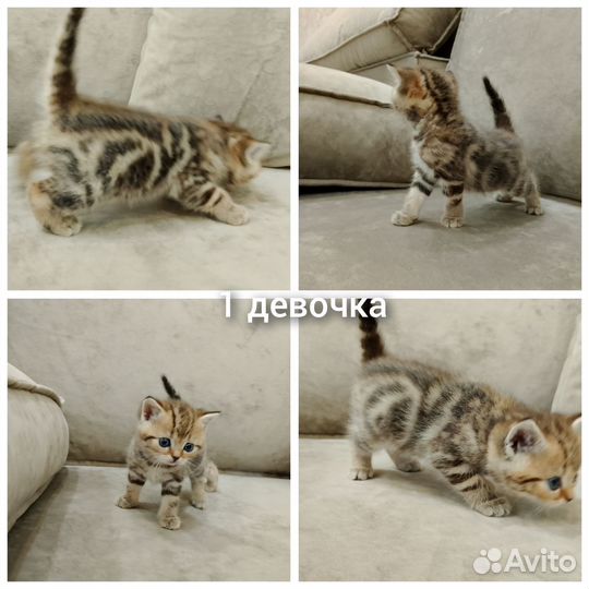 Шотландские котята