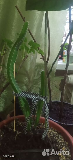 Питохая кактус съедобный