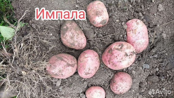 Посадочный картофель 3 репродукция по сортам