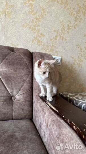 Котенок мальчик