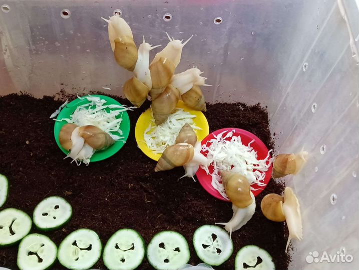 Улитки ахатины