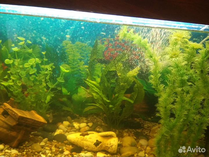 Аквариумы от 200 литров