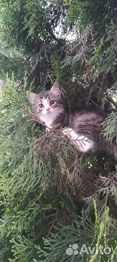 Сибирская кошка