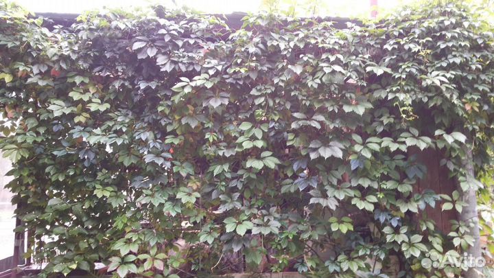 Виноград девичий пятилисточковый