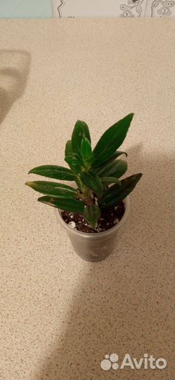 Эсхинантус, Колумнея