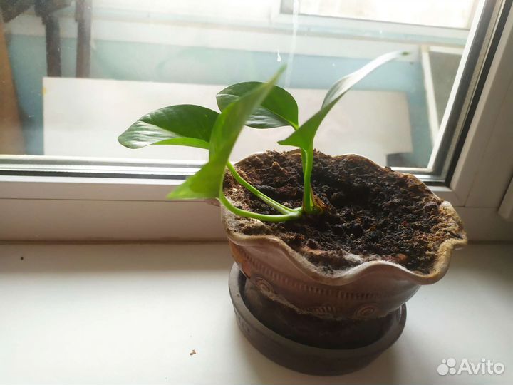 Сциндапсус за Киндер