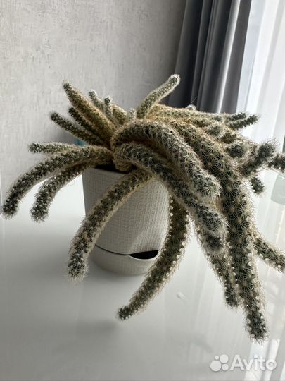 Кактус