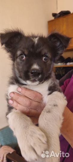 Отдам щенка в добрые руки