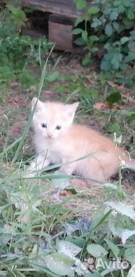 Котята в добрые руки3месяца
