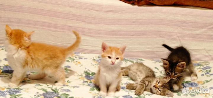 Котята