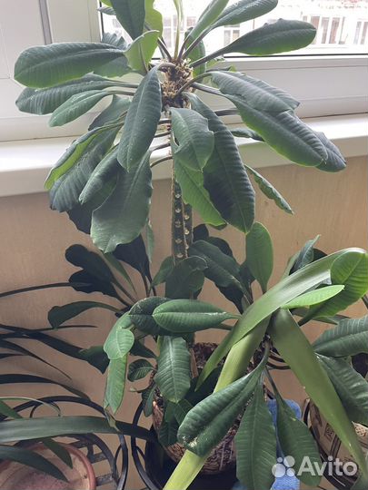 Замиокулькас