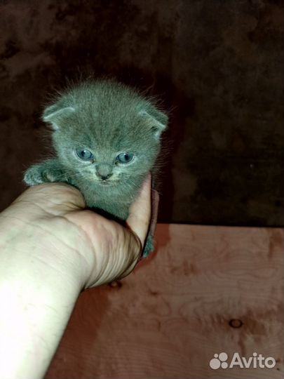 Британские вислоухие котята