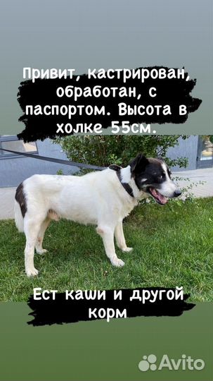 Мой хозяин умер