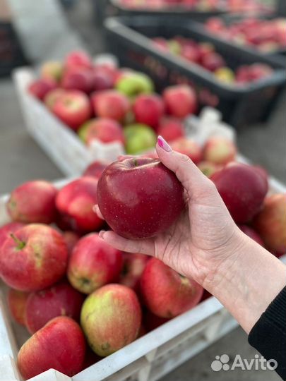 Яблоки оптом