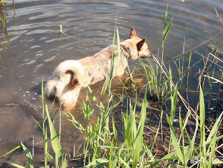 Небольшая собака