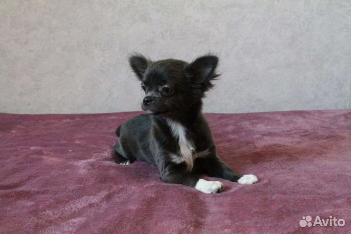 Чихуахуа щенки разные окрасы