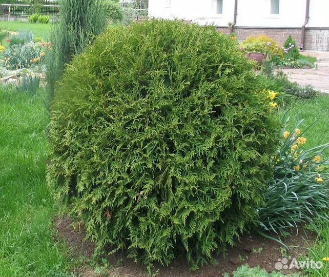 Туя глобоза