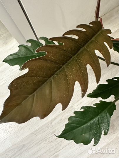 Филодендрон карамель