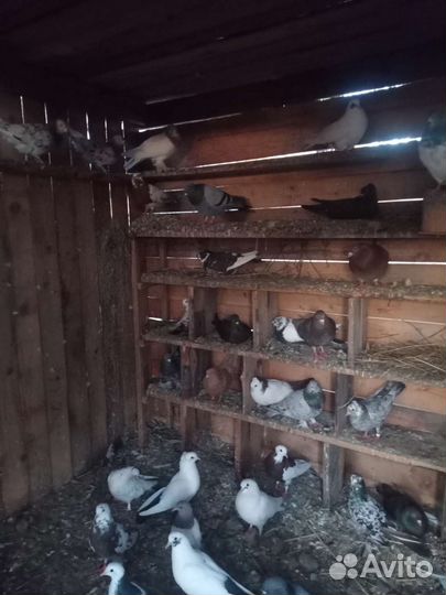 Бойные голуби