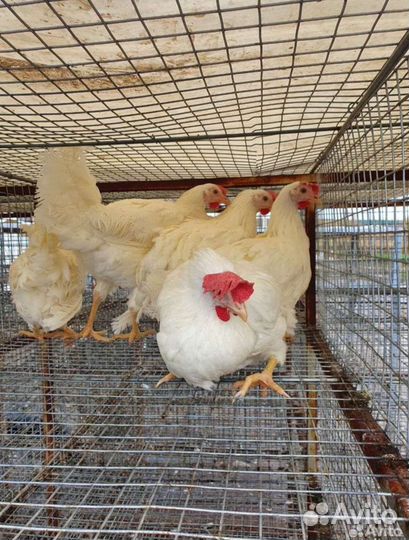 Бройлер,Куры несушки, молодка