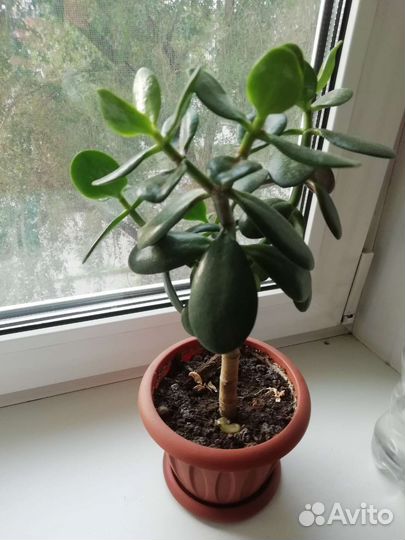 Комнатные цветы