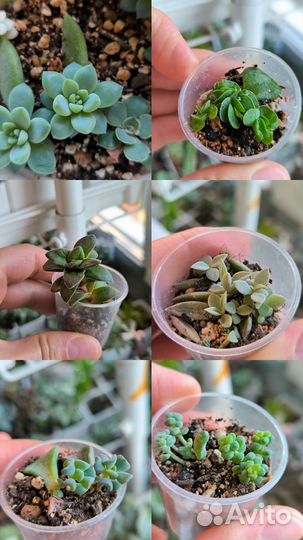 Набор суккулентов
