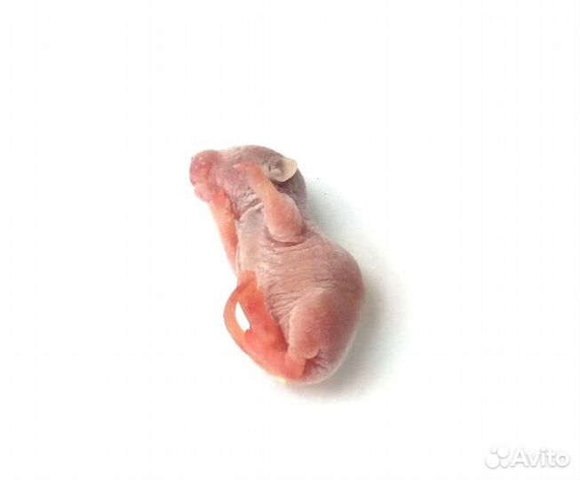 Мышь суточная