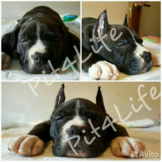 Купирование ушей и хвостов