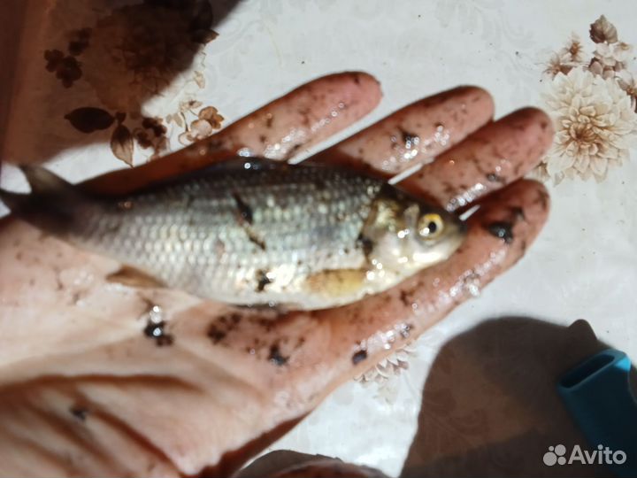 Малек живец карась