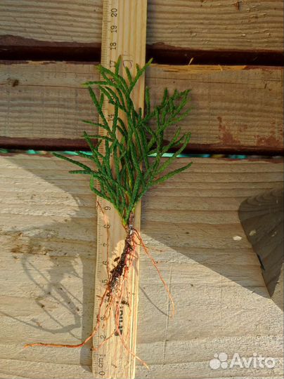 Туя Смарагд саженцы