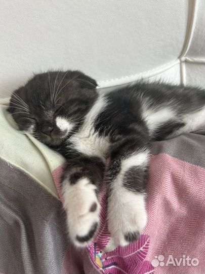 Шотландский вислоухий котенок