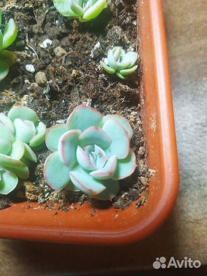 Эчеверия суккулент