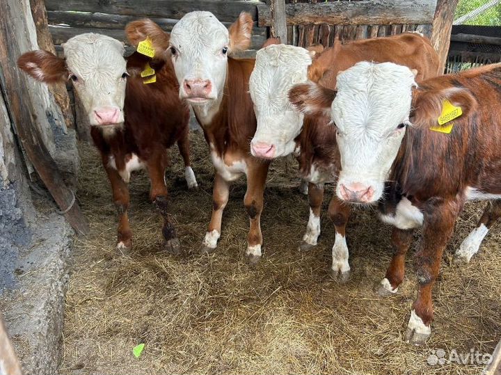 Породистые молодняки