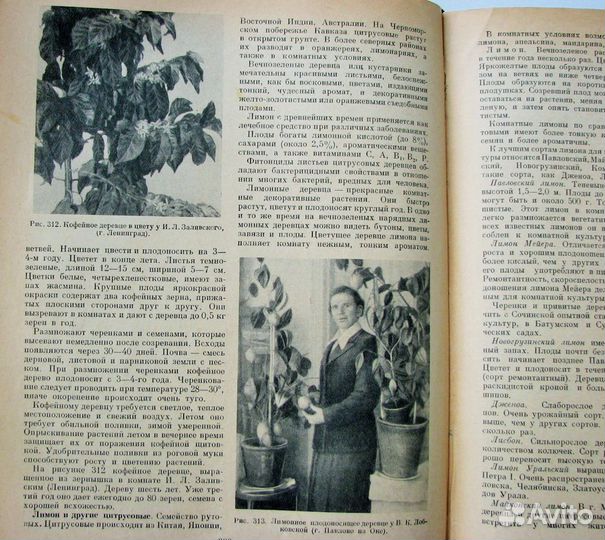 Киселев Г. Комнатное садоводство. (1956)