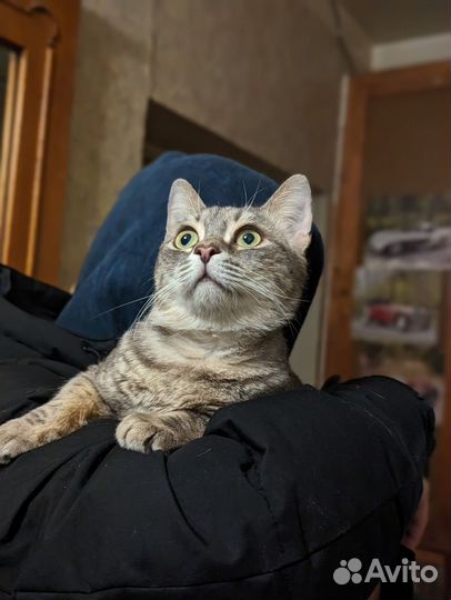 Котик Степан