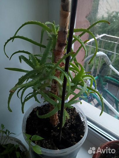 Каланхоэ лечебное