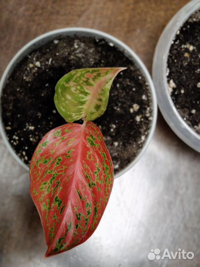 Аглаонема Батерфляй